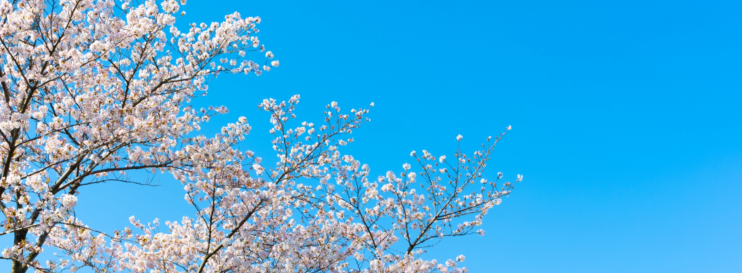 桜と青空